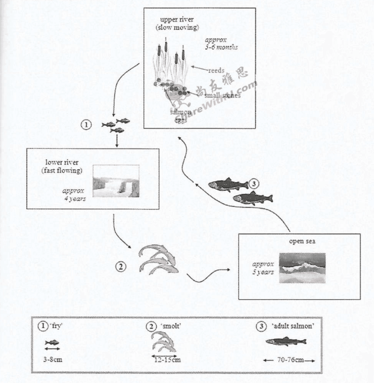 Cambridge IELTS 10 Test 4 Writing Task 1, graphique : Le schéma montre le cycle de vie du saumon, une grande espèce de poisson, sous la forme d'un processus circulaire se déroulant dans trois milieux : le cours supérieur de la rivière, à courant lent, le cours inférieur, à courant rapide, et la pleine mer. Il indique la durée approximative passée à chaque endroit et la taille du poisson à trois stades : alevin (fry, 3-8 cm), smolt (12-15 cm) et saumon adulte (70-76 cm).